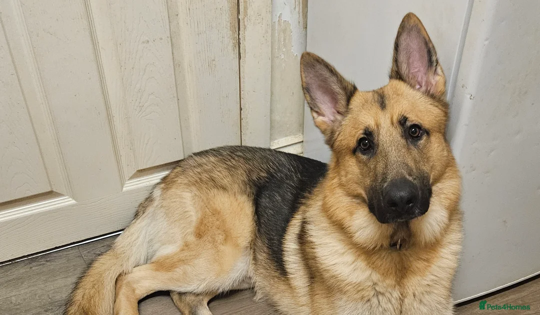 German Shepherd dogs for sale: Nearly 2 years old German shepherd Male  in London - Advert 3