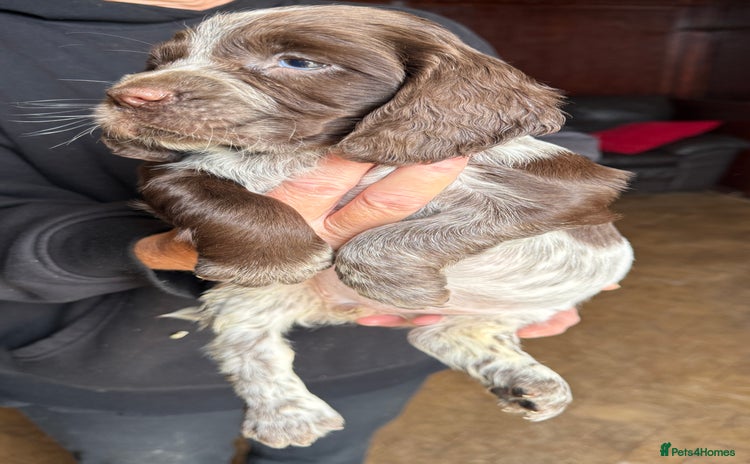 Sprocker dogs - Advert 1