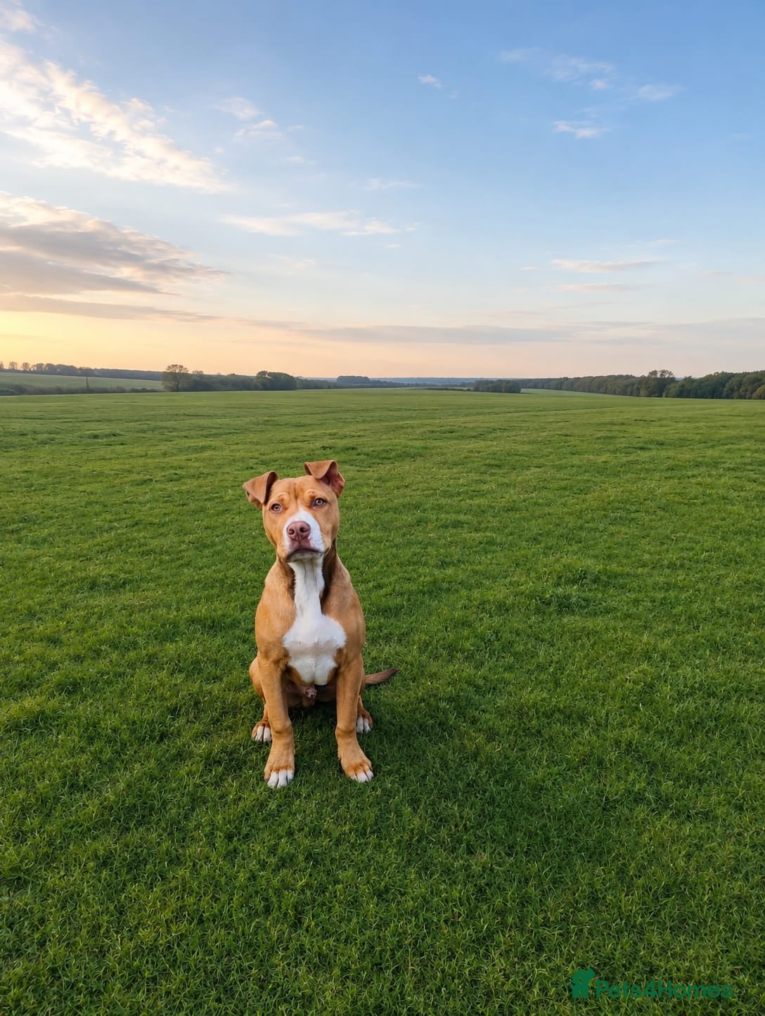 Mixed Breed dogs Diego  - Advert 1