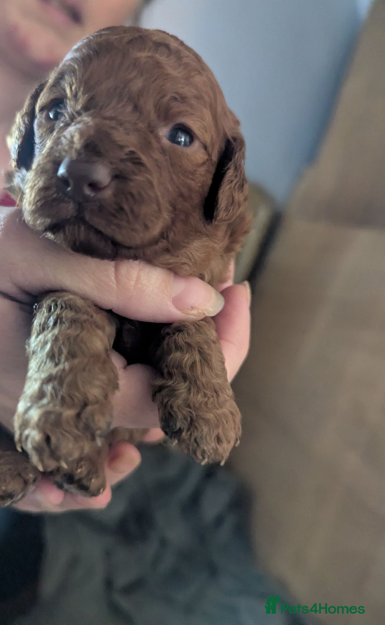 Labradoodle dogs F1B miniature labradoodle  - Advert 2