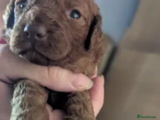 Labradoodle dogs F1B miniature labradoodle - Advert 1