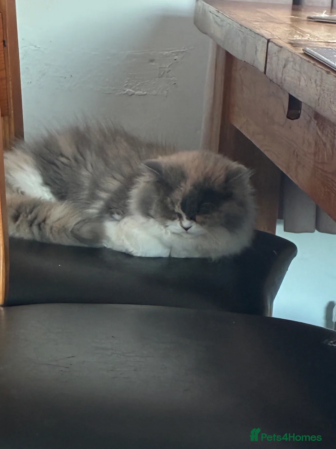 British Shorthair cats for sale: READY TO LEAVE 1 LOVELY KITTEN - Advert 1