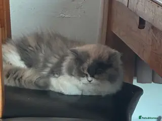 British Shorthair cats READY TO LEAVE 1 LOVELY KITTEN - Advert 16