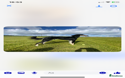 Saluki dogs for stud: Pure saluki for stud - Image 1