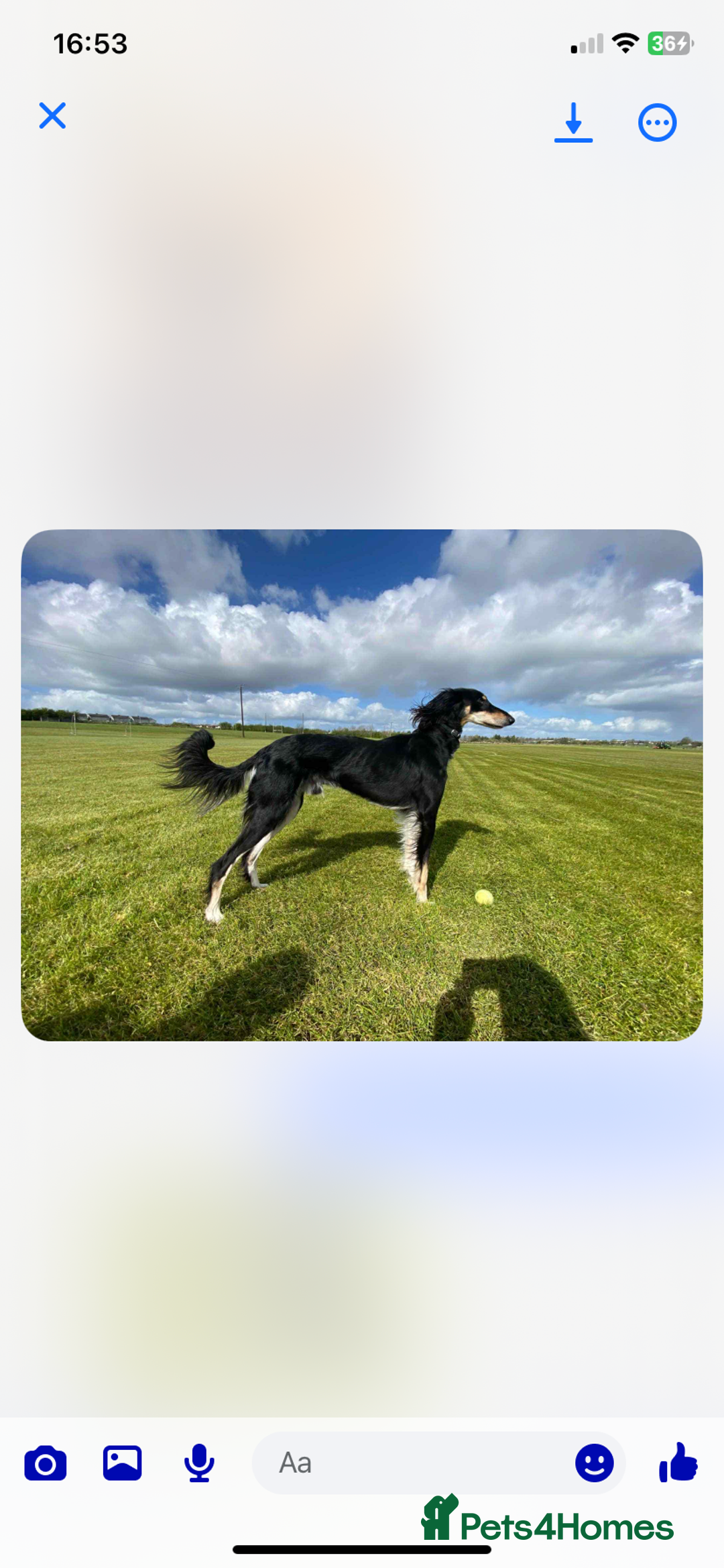 Saluki dogs for stud: Pure saluki for stud - Image 1