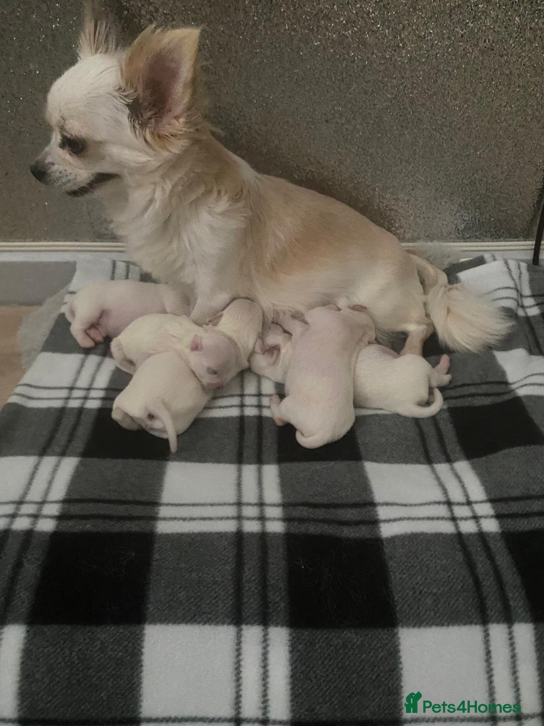 Chihuahua dogs for sale: Chihuahua puppies short coat white/sandy - Image 9