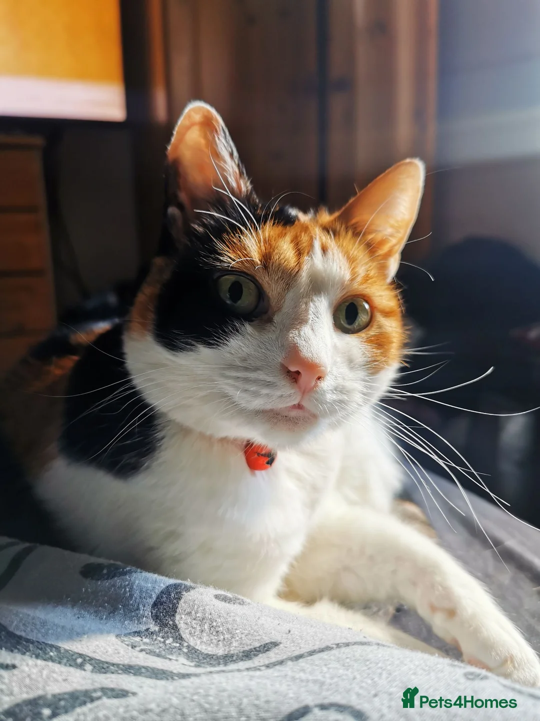 Mixed Breed cats for sale: New home needed for Phoenix. in Bicester - Advert 4