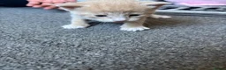 Mixed Breed cats for sale: Ginger male kitten ready to go  - Advert 11