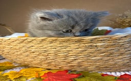 British Shorthair cats for sale: 3 British short hair / long hair kittens  - Image 12