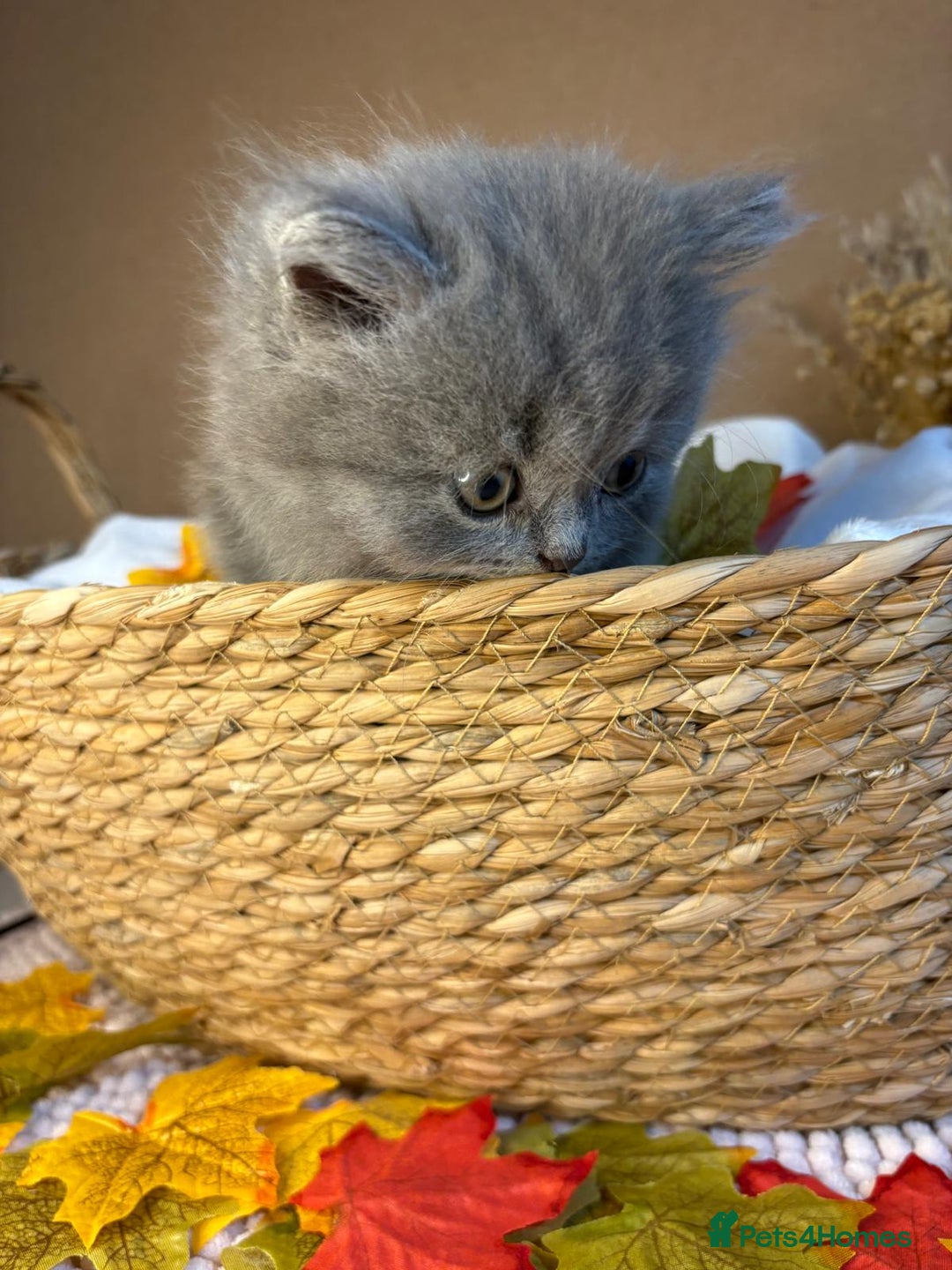 British Shorthair cats for sale: 3 British short hair / long hair kittens  - Image 12