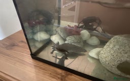 Axolotl reptiles for sale: Axolotl  - Image 4