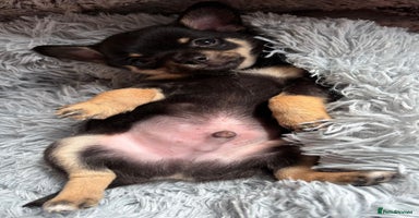 Chihuahua dogs - Advert 2