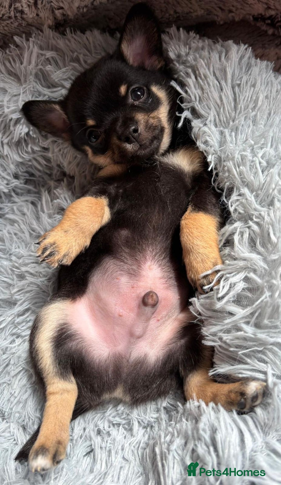 Chihuahua dogs for sale: Pure Breed Chihuahua  - Image 2