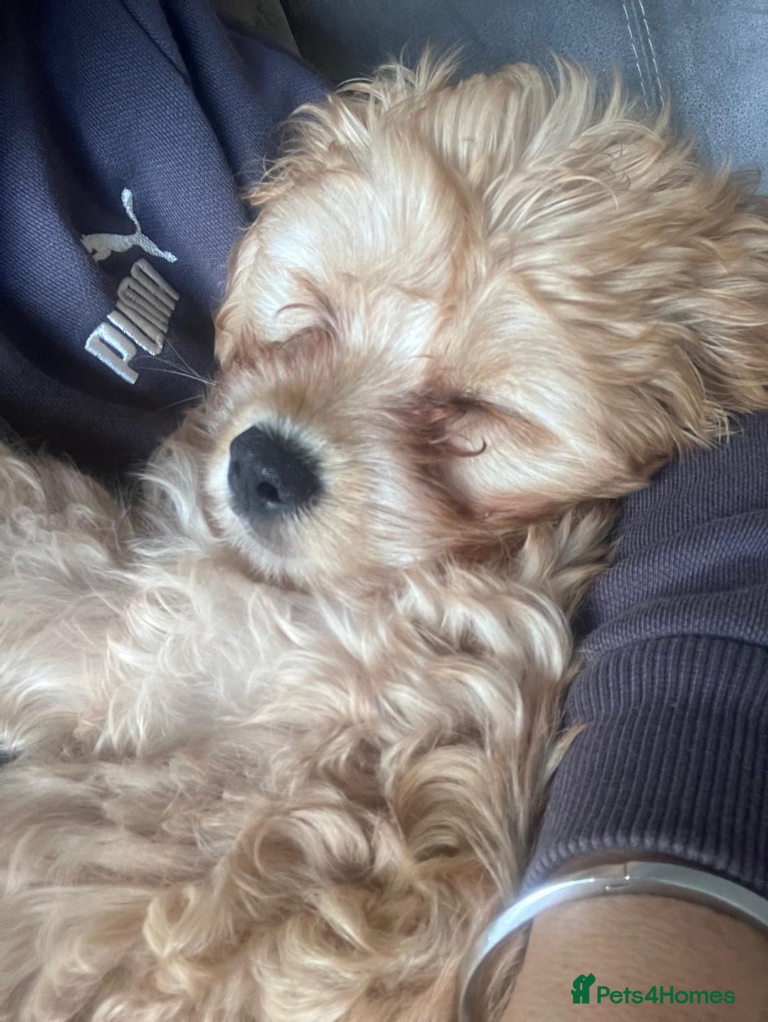 Cockapoo dogs for sale: Beautiful Cockerpoo puppy  - Advert 3