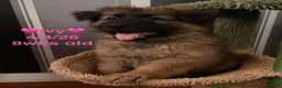 German Shepherd dogs for sale: Female German Shepherd Puppy **available now** - Advert 4
