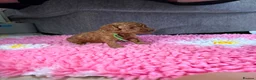 Cavapoo dogs for sale: F1BB Toy Cavapoo in Peterborough - Advert 9