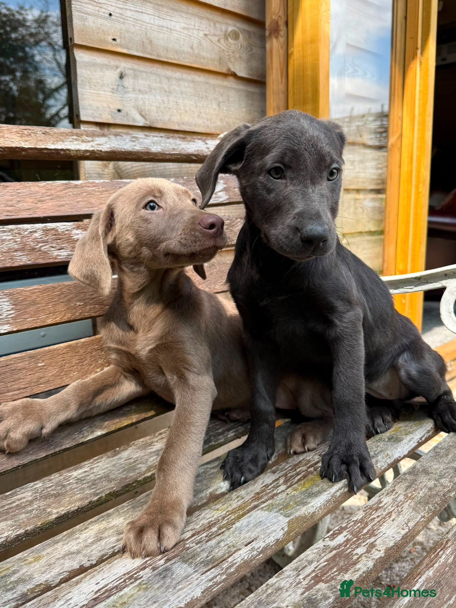 Labrador Retriever dogs Lovely Silver & Charcoal Labrador Puppies - Advert 2