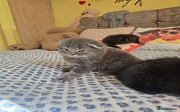 Mixed Breed cats for sale: Mixed breed kittens - Advert 6