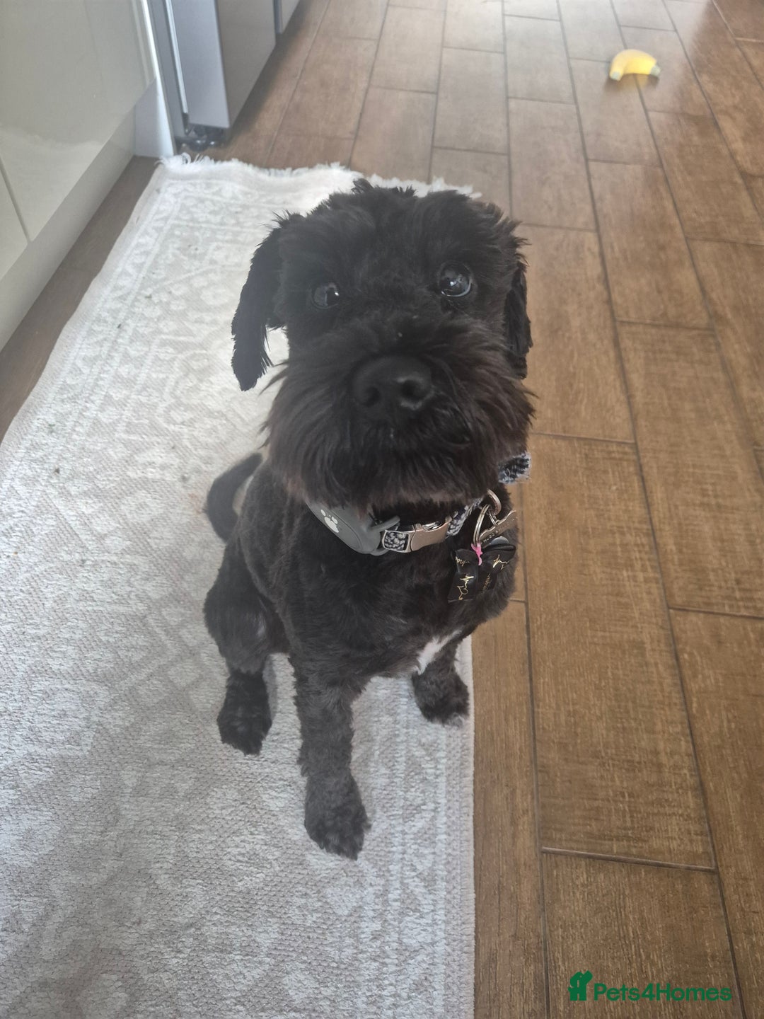 Miniature Schnauzer dogs for stud: Black Miniature schnauzer looking for girlfirend - Advert 3