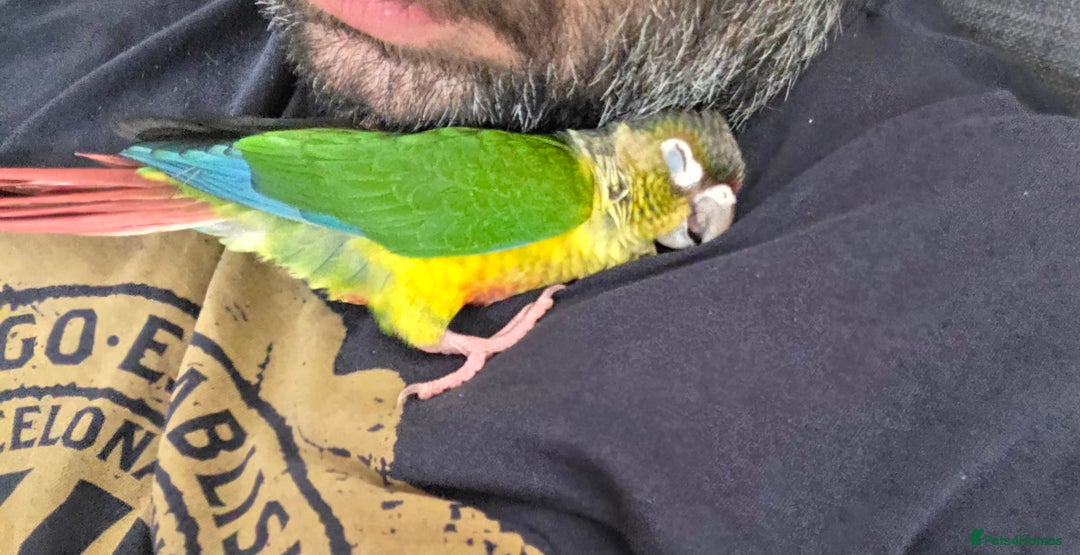 Conures birds for sale: Silly Conure  - Advert 6