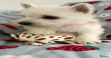 West Highland Terrier dogs - Advert 5