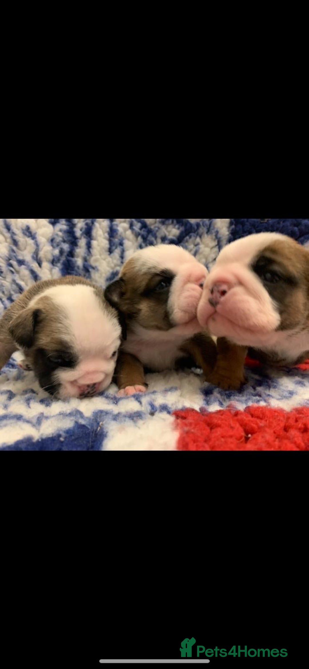 English Bulldog dogs for sale:  champion rosebull his royal highness puppies - Image 12