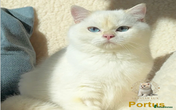 British Shorthair cats for sale: World Class Golden BSH/BLH Chinchilla, Shaded & CP - Image 5