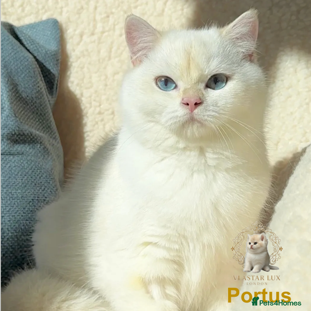 British Shorthair cats for sale: World Class Golden BSH/BLH Chinchilla, Shaded & CP - Image 5