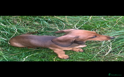 Dachshund dogs for sale: Beautiful, little mini dachshunds - Image 2