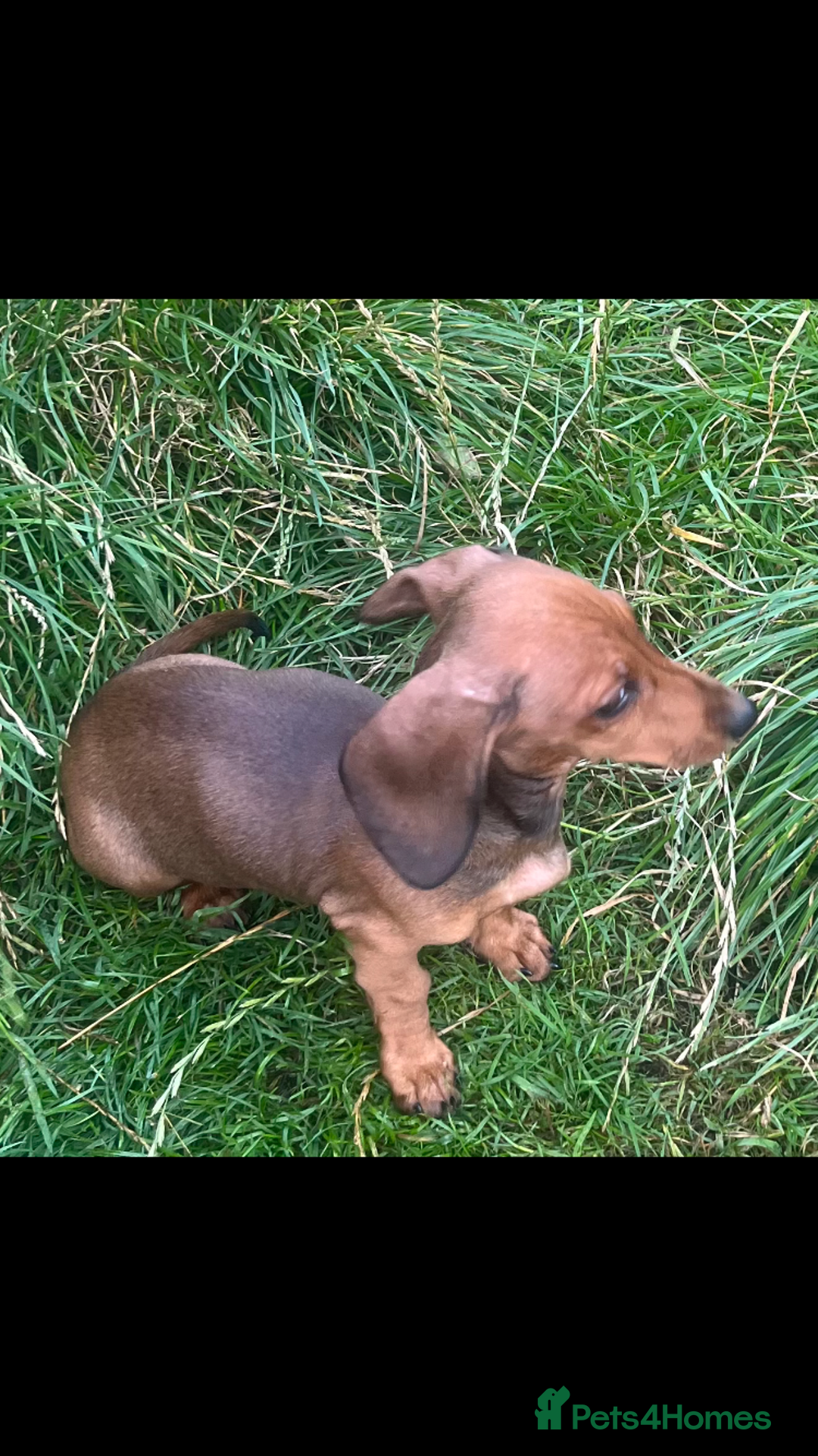 Dachshund dogs for sale: Beautiful, little mini dachshunds - Image 2