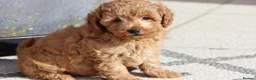 Cavapoochon dogs for sale: Cavapoochon puppies for sale Fox Red  - Advert 22
