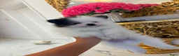 Pomeranian dogs for sale: 🐾STUNNING POMERANIAN PUPPIES 🐾 - Advert 7