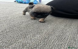 Pug dogs for sale: Fluffy Pug puppies  - Image 13