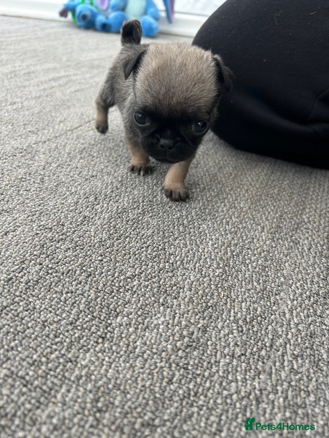 Pug dogs for sale: Fluffy Pug puppies  - Image 13