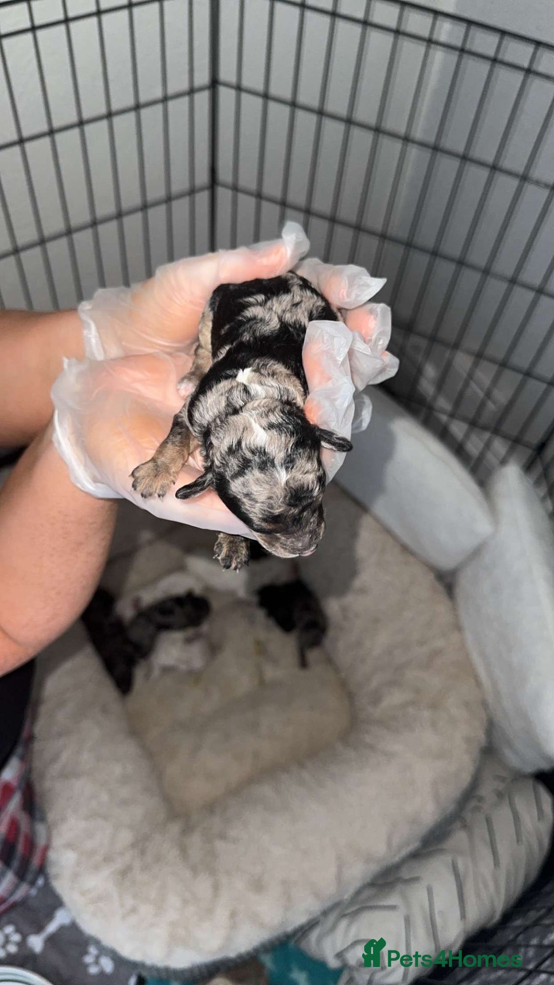 Mixed Breed dogs for sale: Cavapoochon X cockapoo puppies - Image 1