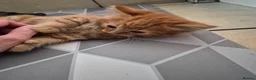 Mixed Breed cats for sale: mixed breed kittens in Ilkeston - Advert 12