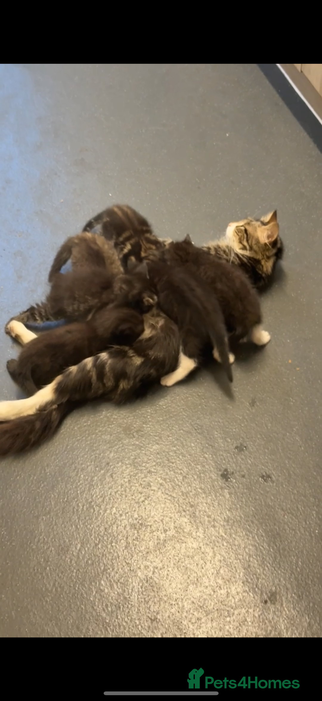 Mixed Breed cats for sale: black and white kittens - Image 9