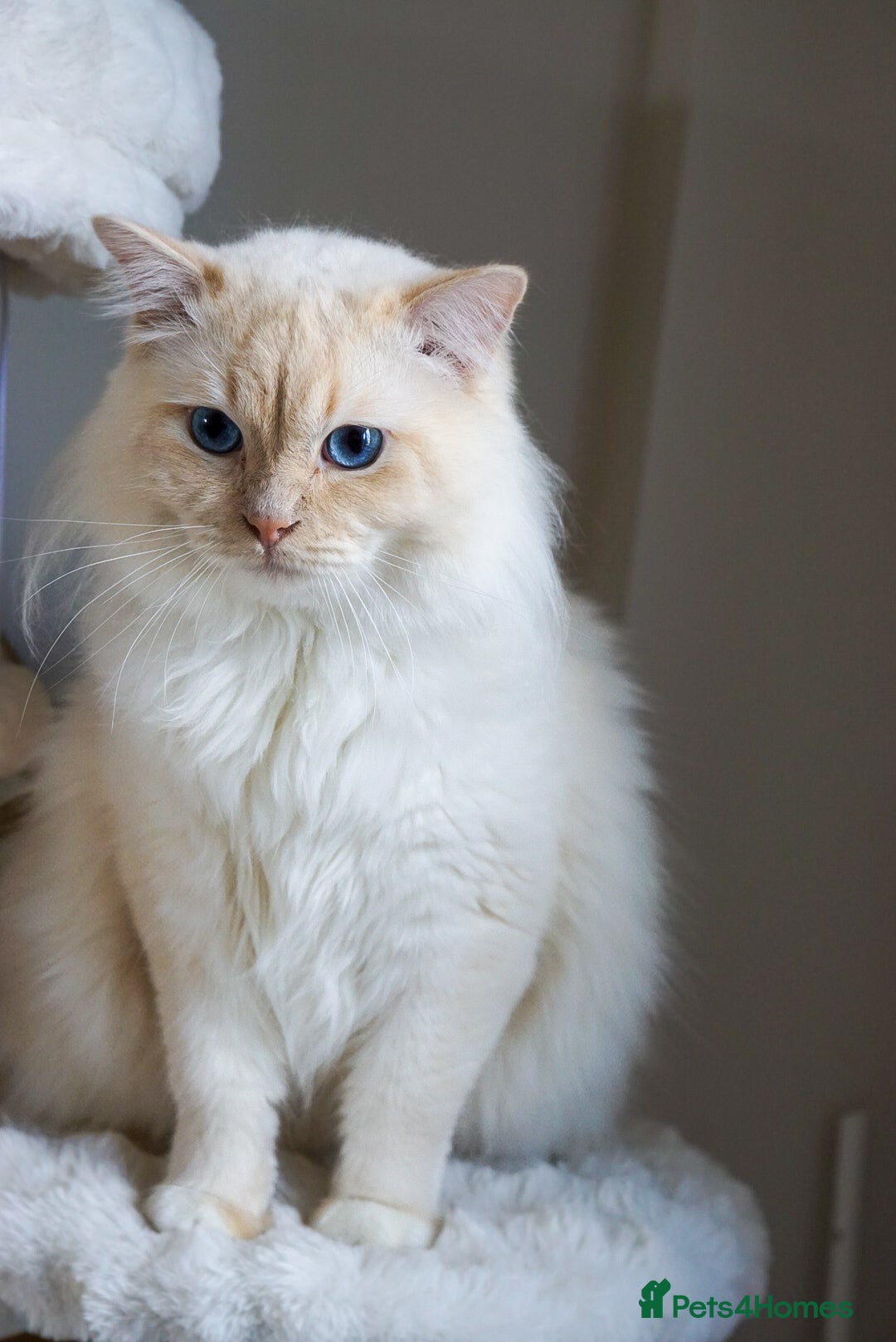 Ragdoll cats Flame point ragdoll  - Advert 1