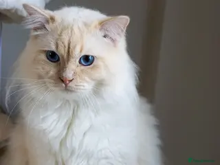 Ragdoll cats Flame point ragdoll - Advert 5