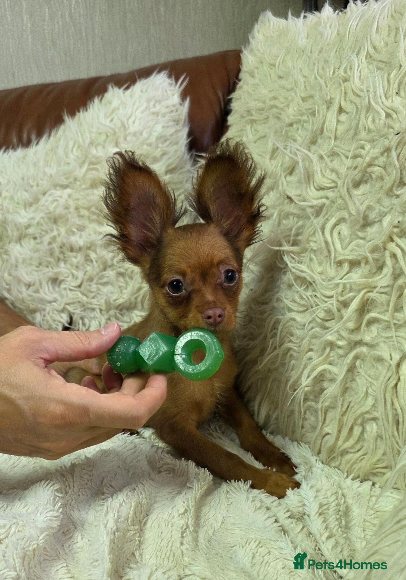 Russian Toy Terrier dogs for sale: Russian Toy long-haired puppies  - Advert 1