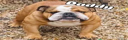 English Bulldog dogs for sale: 9 weeks old english bulldog girl puppy - Advert 13
