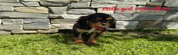 Cavalier King Charles Spaniel dogs for sale: Beautiful health tested cavalier King Charles  - Advert 11