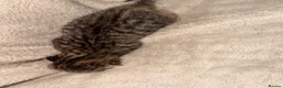 Mixed Breed cats for sale: 3 kittens  - Advert 7
