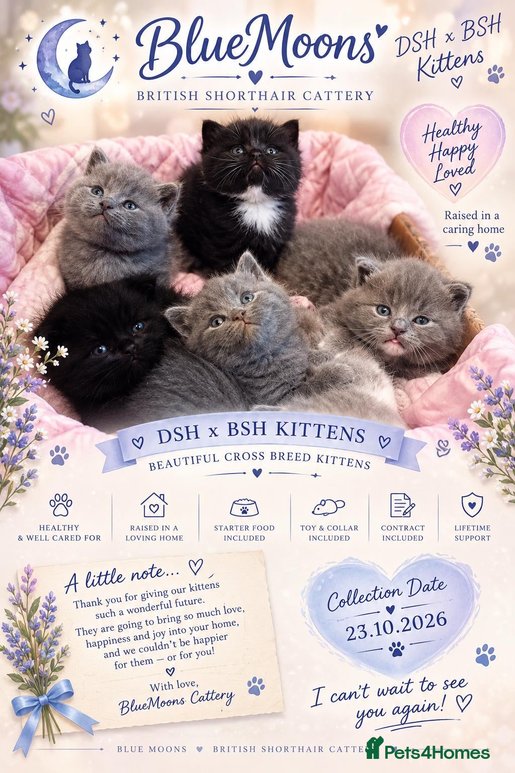 British Shorthair cats for sale: All reserved 💛🩷💜🩵💙💚 - Advert 14