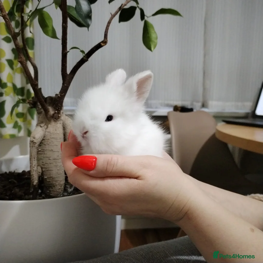 Lionhead rabbits for sale: Pure Breed Fluffy Double Mained LionHead Kits - Advert 1
