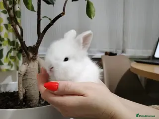 Lionhead rabbits Pure Breed Fluffy Double Mained LionHead Kits - Advert 22