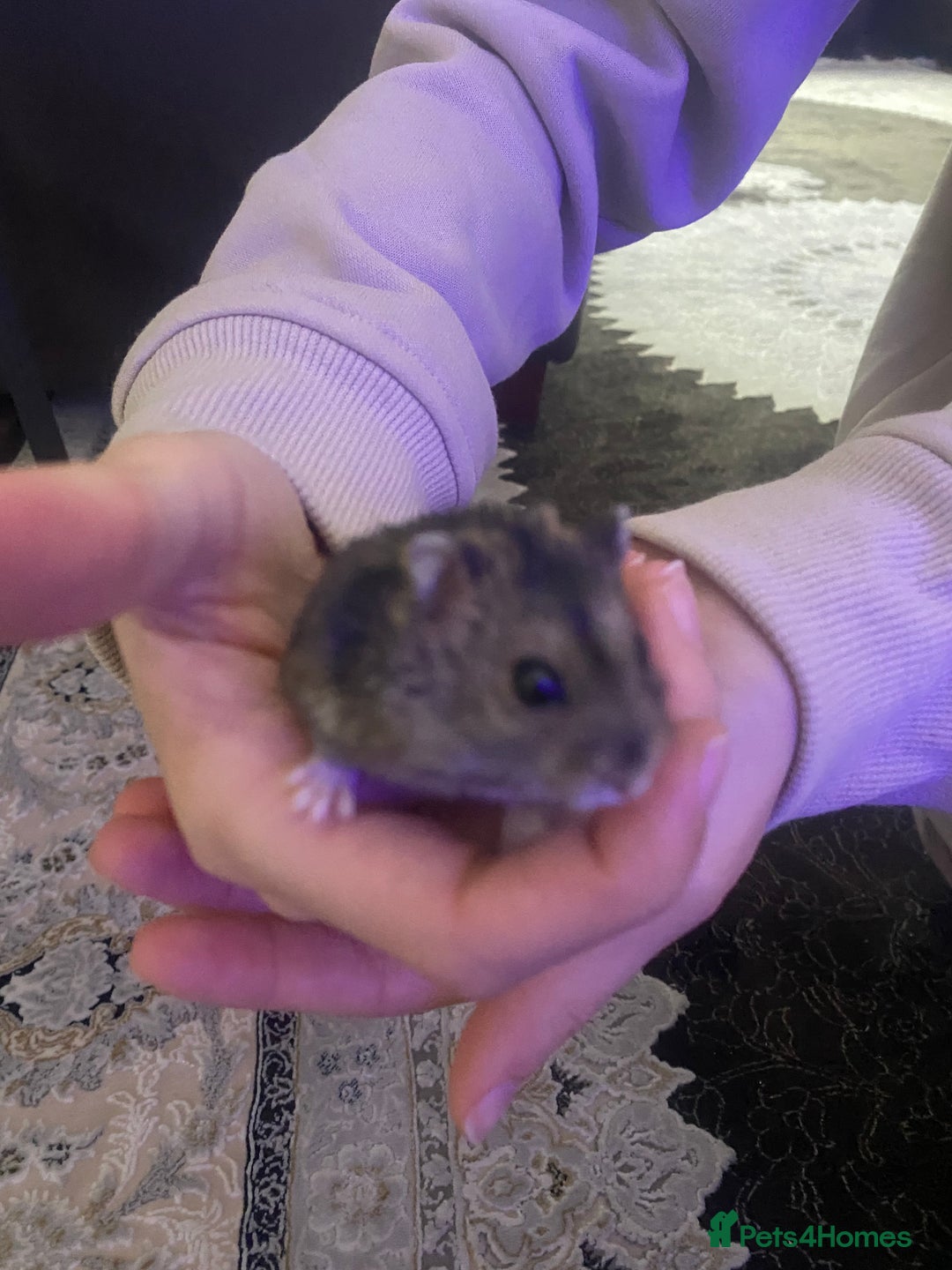 Hamster rodents for sale: Russian Dwarf Hamsters - Advert 2