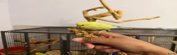 Budgerigars birds for sale: Hand Tame Baby Budgies - Advert 3