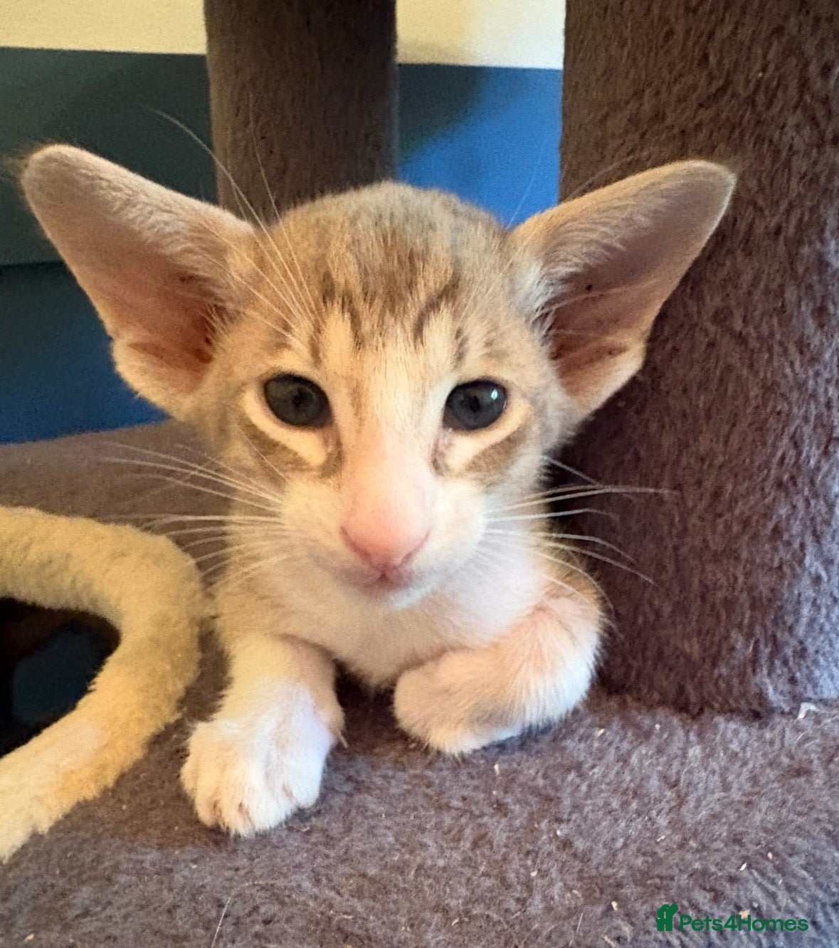 Siamese cats 🐾 **Gorgeous Oriental Shorthair & Siamese Kittens - Advert 15