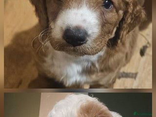 Cockapoo dogs Only two beautiful cockapoo puppies left for sale! - Advert 4